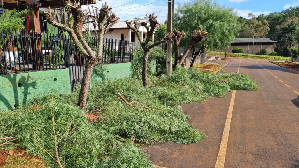 Poda de mais de mil árvores acontece nos próximos dias em Vitorino
